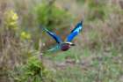 A lilac-breasted roller-Coracias caudata-in flight Masai Mara National Reserve-Kenya Art Print